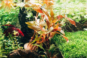 Aquatic plant Alternanthera Reineckii 'Mini' by CPA, showing vibrant green and red leaves suitable for freshwater aquariums.