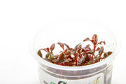 Alternanthera Reineckii 'Mini' Aquatic Farmer Tissue Culture Tissue Culture - Buce Plant