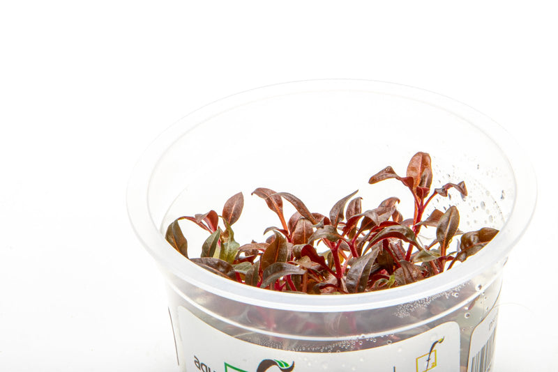 Alternanthera Reineckii 'Mini' Aquatic Farmer Tissue Culture Tissue Culture - Buce Plant