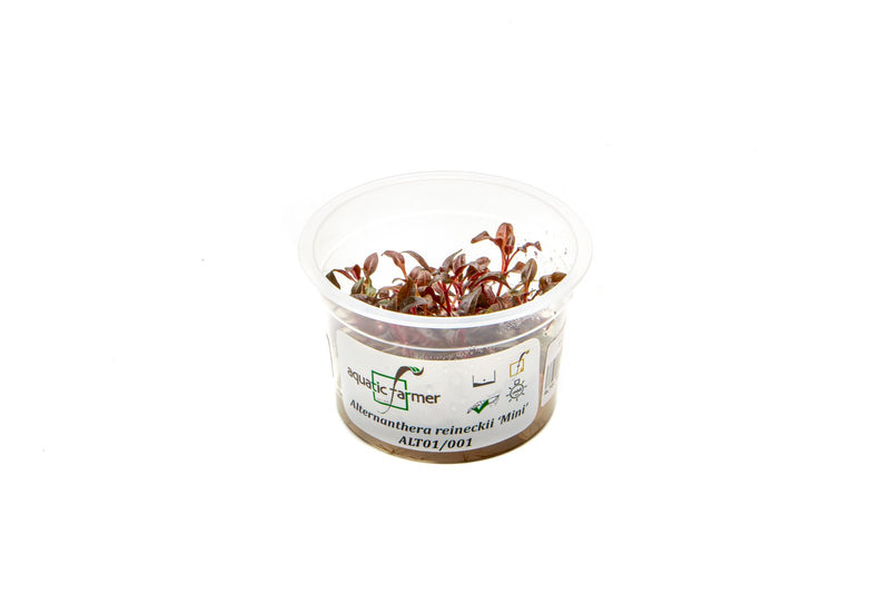 Alternanthera Reineckii 'Mini' Aquatic Farmer Tissue Culture Tissue Culture - Buce Plant