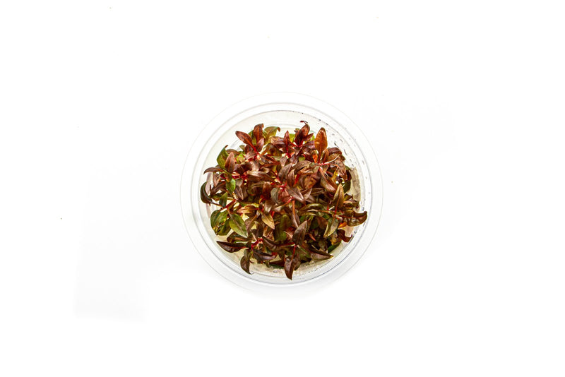 Alternanthera Reineckii 'Mini' Aquatic Farmer Tissue Culture Tissue Culture - Buce Plant