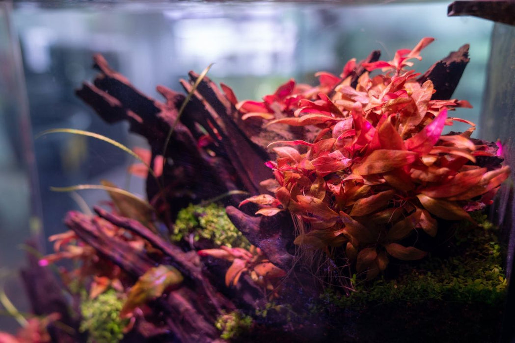 Alternanthera Reineckii 'Mini' aquatic plant tissue culture by Aquatic Farmer, showing small rooted aquatic plant in culture cup.