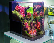 Alternanthera Reineckii 'Mini' Aquatic Farmer Tissue Culture Tissue Culture - Buce Plant