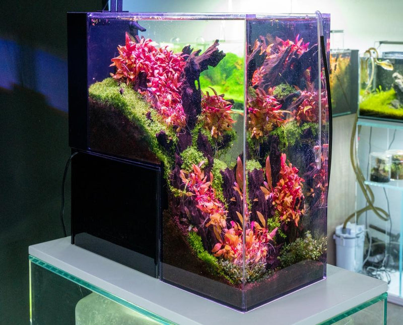 Alternanthera Reineckii 'Mini' Aquatic Farmer Tissue Culture Tissue Culture - Buce Plant
