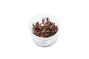 Alternanthera Reineckii 'Mini' Aquatic Farmer Tissue Culture Tissue Culture - Buce Plant