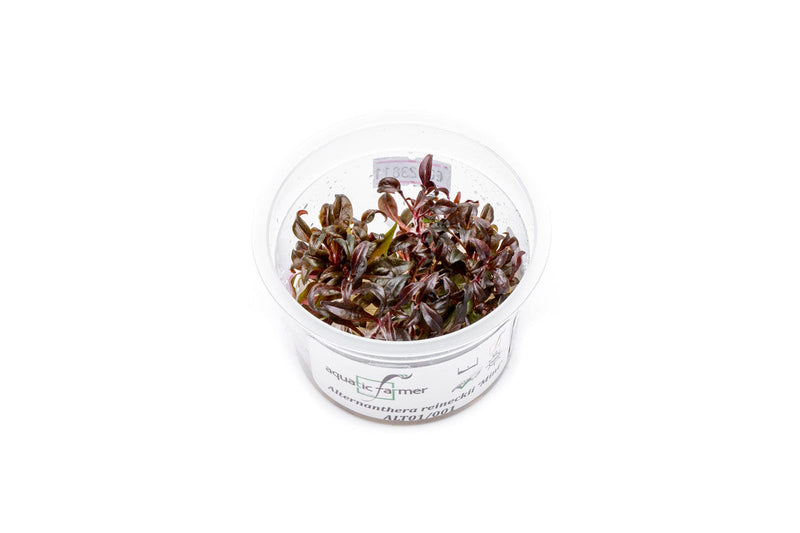 Alternanthera Reineckii 'Mini' Aquatic Farmer Tissue Culture Tissue Culture - Buce Plant