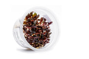 Alternanthera Reineckii 'Mini' Aquatic Farmer Tissue Culture Tissue Culture - Buce Plant