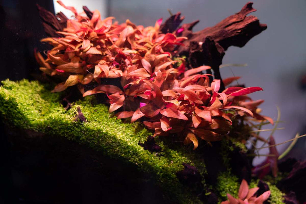 Alternanthera Reineckii 'Mini' aquatic plant in tissue culture from UNSTC, with vibrant green and red leaves for freshwater aquariums.
