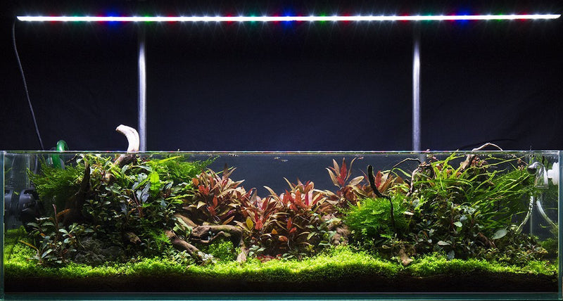 Alternanthera Reineckii 'Mini' UNS Tissue Culture Aquatic Plant - Buce Plant