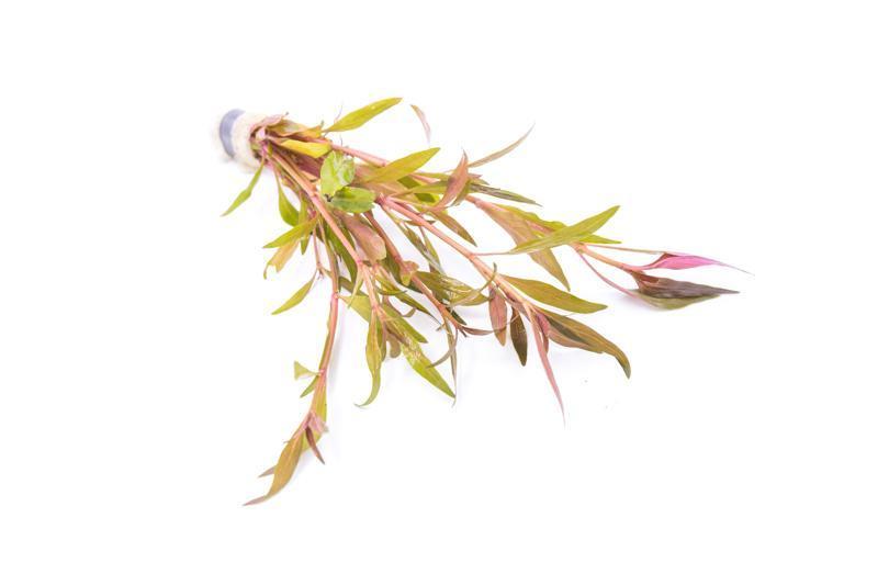 Alternanthera Reineckii Rosaefolia Aquatic Plant - Buce Plant