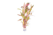 Alternanthera Reineckii Rosaefolia Aquatic Plant - Buce Plant