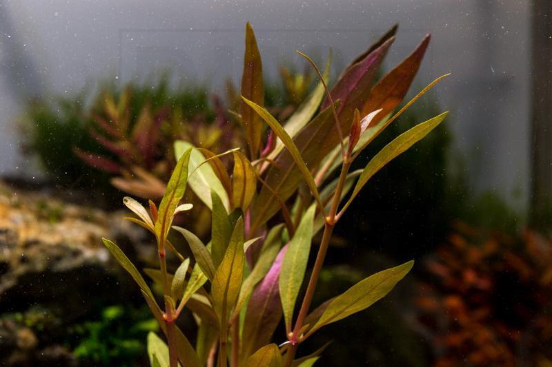 Alternanthera Reineckii Rosaefolia Aquatic Plant - Buce Plant