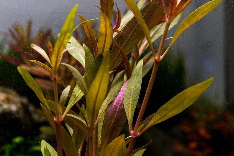 Alternanthera Reineckii Rosaefolia Aquatic Plant - Buce Plant