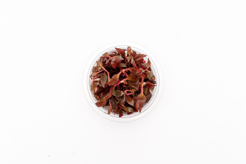 Alternanthera Rosaefolia Aquatic Farmer Tissue Culture Aquatic Plant - Buce Plant
