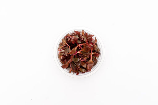 Alternanthera rosaefolia aquatic plant tissue culture from Aquatic Farmer, healthy green aquatic plant for freshwater aquariums.