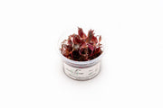Alternanthera Rosaefolia Aquatic Farmer Tissue Culture Aquatic Plant - Buce Plant
