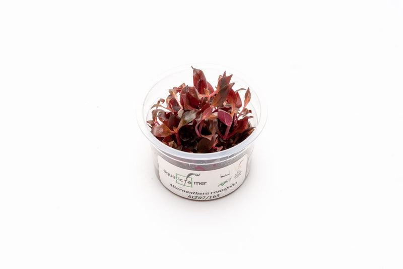 Alternanthera Rosaefolia Aquatic Farmer Tissue Culture Aquatic Plant - Buce Plant