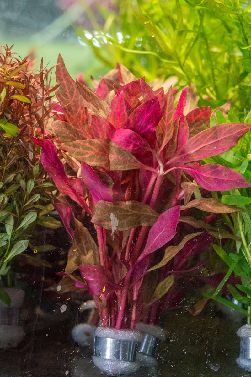 Alternanthera Rosanervig Aquatic Plant - Buce Plant