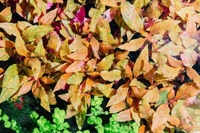 Alternanthera Rosanervig Aquatic Plant - Buce Plant
