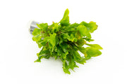 Variegated Alternanthera aquatic plant from CPA with vibrant green and reddish leaves, ideal for freshwater aquariums.