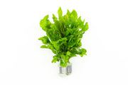 Variegatus Alternanthera aquatic plant from CPA with vibrant green and white variegated leaves, ideal for freshwater aquariums.