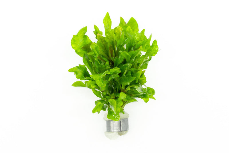 Variegatus Alternanthera aquatic plant from CPA with vibrant green and white variegated leaves, ideal for freshwater aquariums.