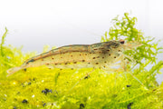 JA Amano shrimp, freshwater aquatic invertebrate, with transparent body and delicate legs, used for aquarium algae control.