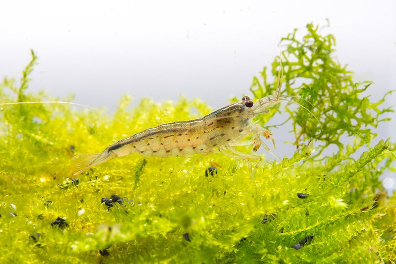 JA Amano shrimp swimming in an aquarium, showcasing their translucent bodies and detailed features in a natural aquatic environment.