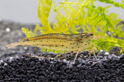 JA Amano Shrimp, freshwater shrimp species with transparent bodies, ideal for aquariums, shown in a clear image.