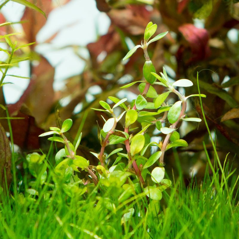 Healthy Rotala Bonsai aquatic plant from IS, showcasing vibrant green stems and delicate leaves for freshwater aquariums.