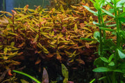 Healthy Ammania Gracilis aquatic plant from ACW with vibrant green, finely textured leaves ideal for freshwater aquariums.