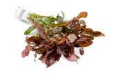 Healthy Ammania Gracilis aquatic plant with vibrant green stems and fine leaves, ideal for freshwater aquarium decoration.
