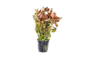 Healthy Ammania Gracilis aquatic plant from ACW with vibrant green, finely textured leaves suitable for freshwater aquariums.