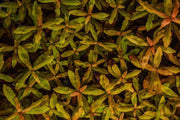 Healthy Ammania Gracilis aquatic plant from ACW with vibrant green, fine leaf stems, ideal for freshwater aquariums.