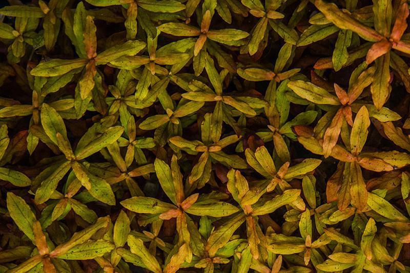 Healthy Ammania Gracilis aquatic plant from ACW with vibrant green, fine leaf stems, ideal for freshwater aquariums.