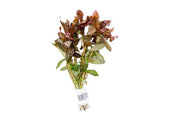 Healthy Ammania Gracilis aquatic plant from ACW with vibrant green stems and delicate leaves, ideal for freshwater aquariums.