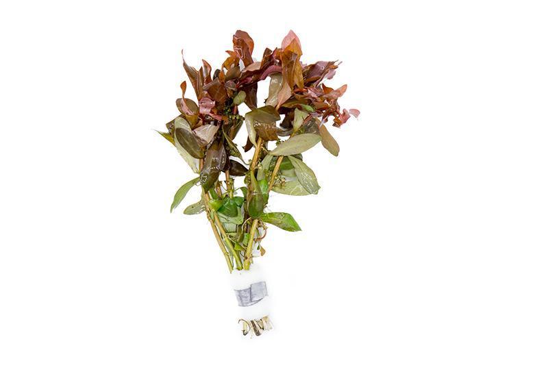 Healthy Ammania Gracilis aquatic plant from ACW with vibrant green stems and delicate leaves, ideal for freshwater aquariums.