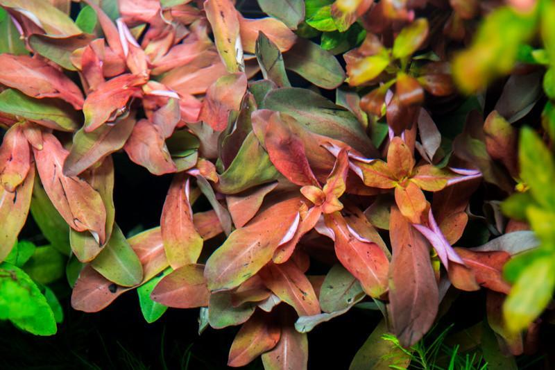 Ammannia Senegalensis in vitro : plante aquarium - Materiel-Aquatique