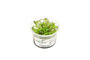 Ammannia Gracillis Aquatic Farmer Tissue Culture Aquatic Plant - Buce Plant