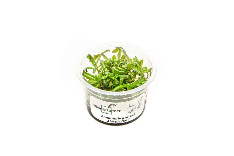 Ammannia Gracillis Aquatic Farmer Tissue Culture Aquatic Plant - Buce Plant