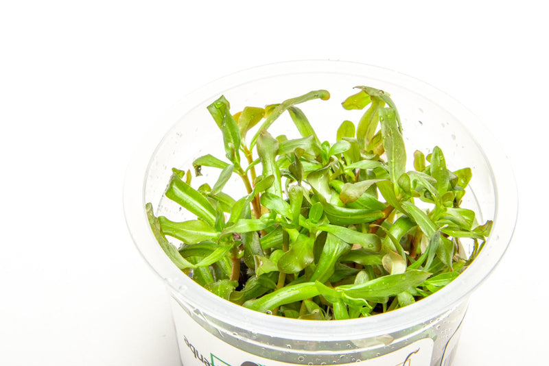 Ammannia Gracillis Aquatic Farmer Tissue Culture Aquatic Plant - Buce Plant