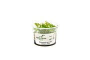 Ammannia Gracillis Aquatic Farmer Tissue Culture Aquatic Plant - Buce Plant