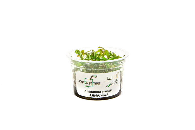Ammannia Gracillis Aquatic Farmer Tissue Culture Aquatic Plant - Buce Plant