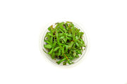 Ammannia Gracillis Aquatic Farmer Tissue Culture Aquatic Plant - Buce Plant