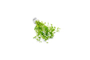 Healthy Ammannia Sp. Sulawesi aquatic plant from CPA, showcasing vibrant green leaves ideal for freshwater aquariums.