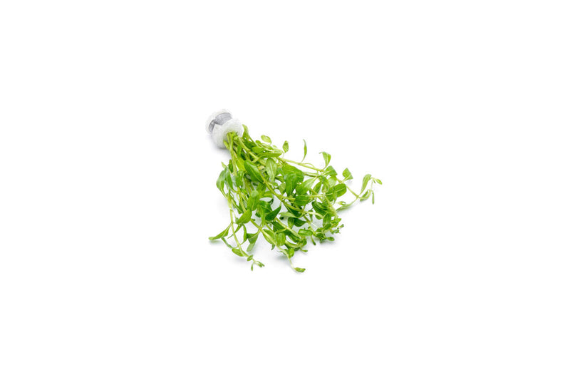 Healthy Ammannia Sp. Sulawesi aquatic plant from CPA, showcasing vibrant green leaves ideal for freshwater aquariums.