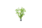 Ammannia Sp. Sulawesi aquatic plant with vibrant green and reddish leaves, ideal for freshwater aquariums, by CPA.