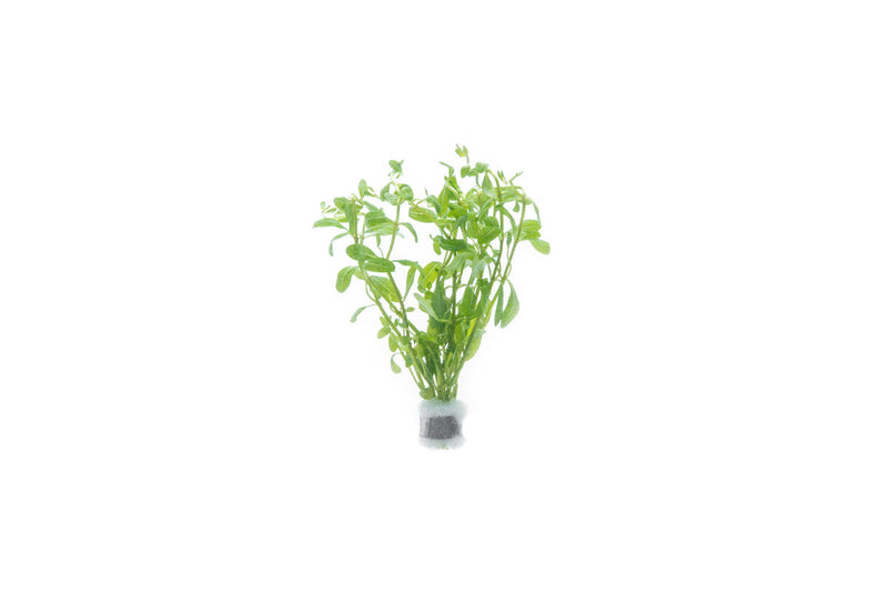 Ammannia Sp. Sulawesi aquatic plant with vibrant green and reddish leaves, ideal for freshwater aquariums, by CPA.
