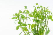 Ammannia Sp. Sulawesi aquatic plant from CPA with vibrant green leaves, ideal for freshwater aquariums.