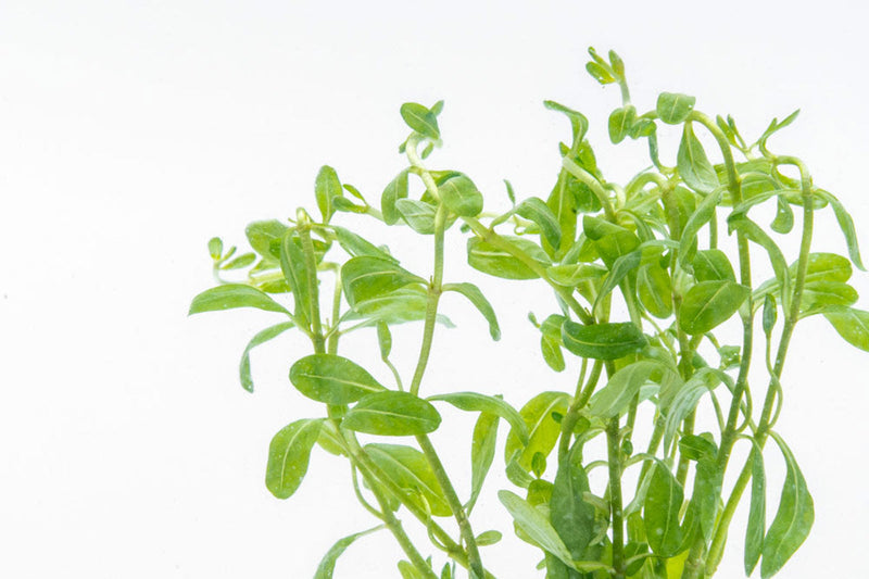 Ammannia Sp. Sulawesi aquatic plant from CPA with vibrant green leaves, ideal for freshwater aquariums.